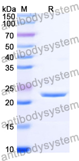 Recombinant Human CD2 Protein, N-His