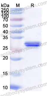 Recombinant Human TPO Protein, N-His-SUMO