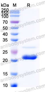 Recombinant Human C8G Protein, N-His