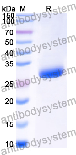 Recombinant Human GRP Protein, N-His-KSI