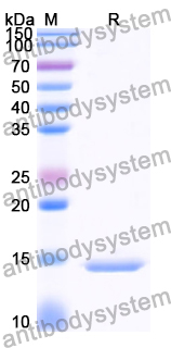 Recombinant Human CD3E Protein, N-His