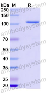 Recombinant Human HSP90AA1 Protein, N-GST & C-His
