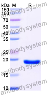 Recombinant Human HNRNPC Protein, N-His-SUMO