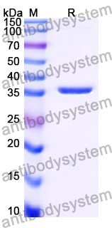 Recombinant Human CHRM4 Protein, N-His-KSI