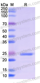 Recombinant Human CYC1 Protein, N-His