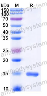 Recombinant Human FGF4 Protein, Tag free