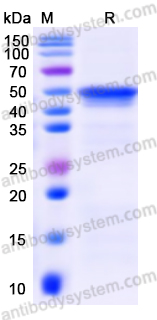 Recombinant Human CYP3A4 Protein, N-His