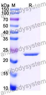 Recombinant Human HTR1A Protein, N-His-KSI