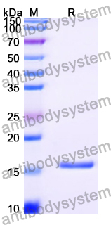Recombinant Human HTR1A Protein, N-His