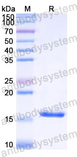 Recombinant Human FGF2/FGFb (Q65I, C96S, N111G) Protein, Tag free