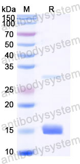 Recombinant Human HBQ1 Protein, N-His