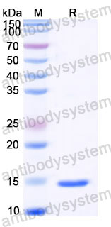 Recombinant Human Gal1/LGALS1 Protein, C-His