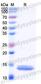 Recombinant Human HMGB1 Protein, Tag free (N-teminal)