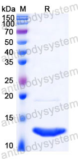 Recombinant Human HMGB1 Protein, Tag free