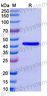 Recombinant Human CNP Protein, N-His