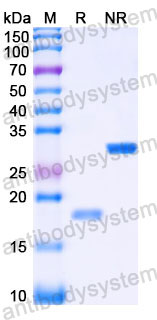 Recombinant Human CSF1/M-CSF Protein, Tag free