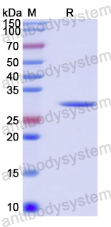 Recombinant Human TACSTD2/TROP2 Protein, N-His