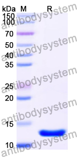 Recombinant Human H2AB1 Protein, C-His