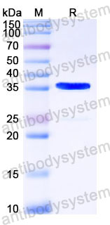 Recombinant Human SULT1A3 Protein, N-His