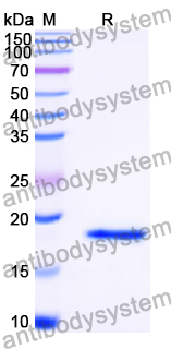Recombinant Human ADORA3 Protein, N-His-SUMO