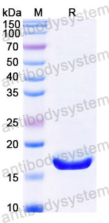 Recombinant Human CALM1 Protein, Tag free