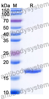 Recombinant Human POLR1D Protein, N-His