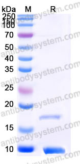 Recombinant Human IL8/CXCL8 Protein, Tag free