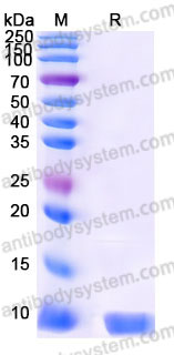 Recombinant Human IL8/CXCL8 Protein, Tag free