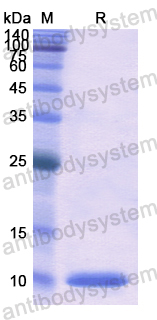 Recombinant Human CCL3/MIP-1-alpha Protein, Tag free