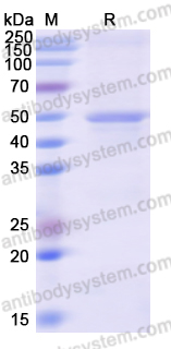 Recombinant Human CYP2C8 Protein, N-His