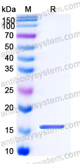 Recombinant Human MAPT/Tau/PHF-tau Protein, C-His