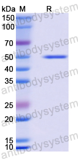 Recombinant Human CHGA Protein, N-His