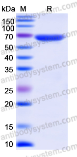 Recombinant Human HSPA8 Protein, N-His