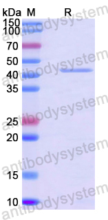 Recombinant Human GNAT1 Protein, N-His
