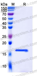 Recombinant Human FABP2 Protein, N-His & C-His