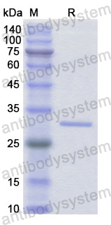 Recombinant Human IFI30 Protein, N-His