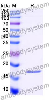 Recombinant Human TDGF1/CRIPTO Protein, C-His