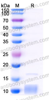 Recombinant Human CCL5/RANTES Protein, Tag free