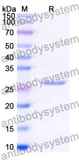Recombinant Human CFTR Protein, C-His