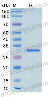 Recombinant Human HSD17B1 Protein, N-His