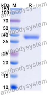 Recombinant Human EDN3 Protein, N-His-KSI