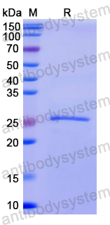 Recombinant Human ATP1B2 Protein, N-His