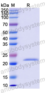 Recombinant Human COX6B1 Protein, N-His-SUMO