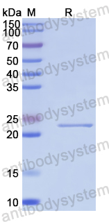 Recombinant Human MYOG Protein, N-His-SUMO