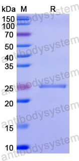 Recombinant Human ATF2 Protein, N-His-SUMO & C-Strep