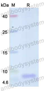 Recombinant Human HTN1 Protein, N-His