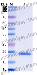 Recombinant Human HTN3 Protein, N-His-KSI