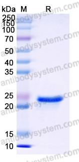 Recombinant Human NME1 Protein, N-His