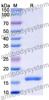 Recombinant Human PAX1 Protein, N-His