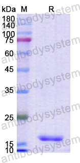 Recombinant Human H2AX Protein, N-His